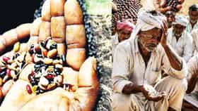 बोगस बियाणं ओळखावं कसं? कुठं करावी तक्रार, एका क्लिकवर जाणून घ्या.