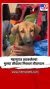 महापुरात अडकलेल्या मुक्या जीवाला मिळालं जीवनदान
