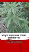 नागपुरात उद्यानात चक्क गांजाच्या झाडांची लागवड