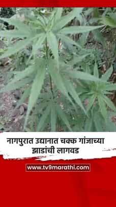 नागपुरात उद्यानात चक्क गांजाच्या झाडांची लागवड-1711291