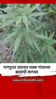 नागपुरात उद्यानात चक्क गांजाच्या झाडांची लागवड