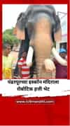 पंढरपूरच्या इस्कॉन मंदिराला हेमा मालिनी यांनी दिला रोबोटिक हत्ती भेट