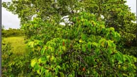 या झाडाखाली थांबलात तर यमच दिसणार! कोणते आहे हे मृत्यूचे झाड
