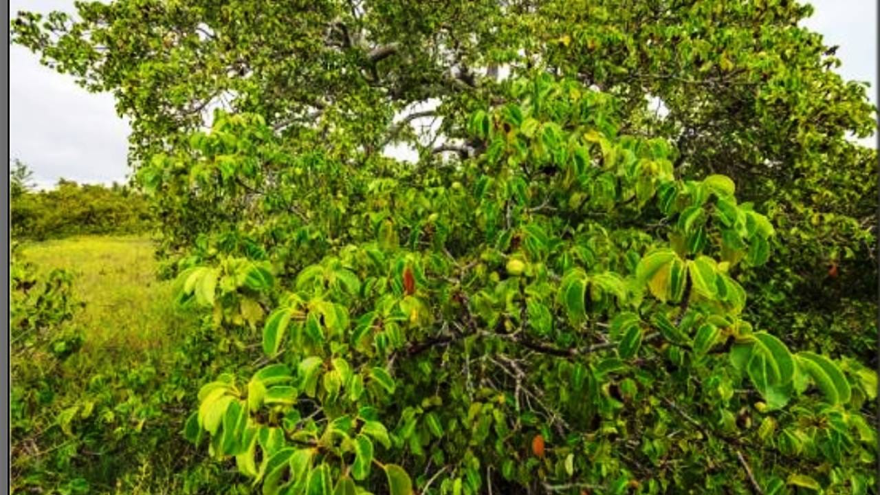या झाडाखाली थांबलात तर साक्षात यमच दिसणार! कुठे आहे मृत्यूचे झाड? पावसाळ्यात का ठरते सर्वात खतरनाक? या झाडाखाली थांबलात तर साक्षात यमच दिसणार! कुठे आहे मृत्यूचे झाड? पावसाळ्यात का ठरते सर्वात खतरनाक?