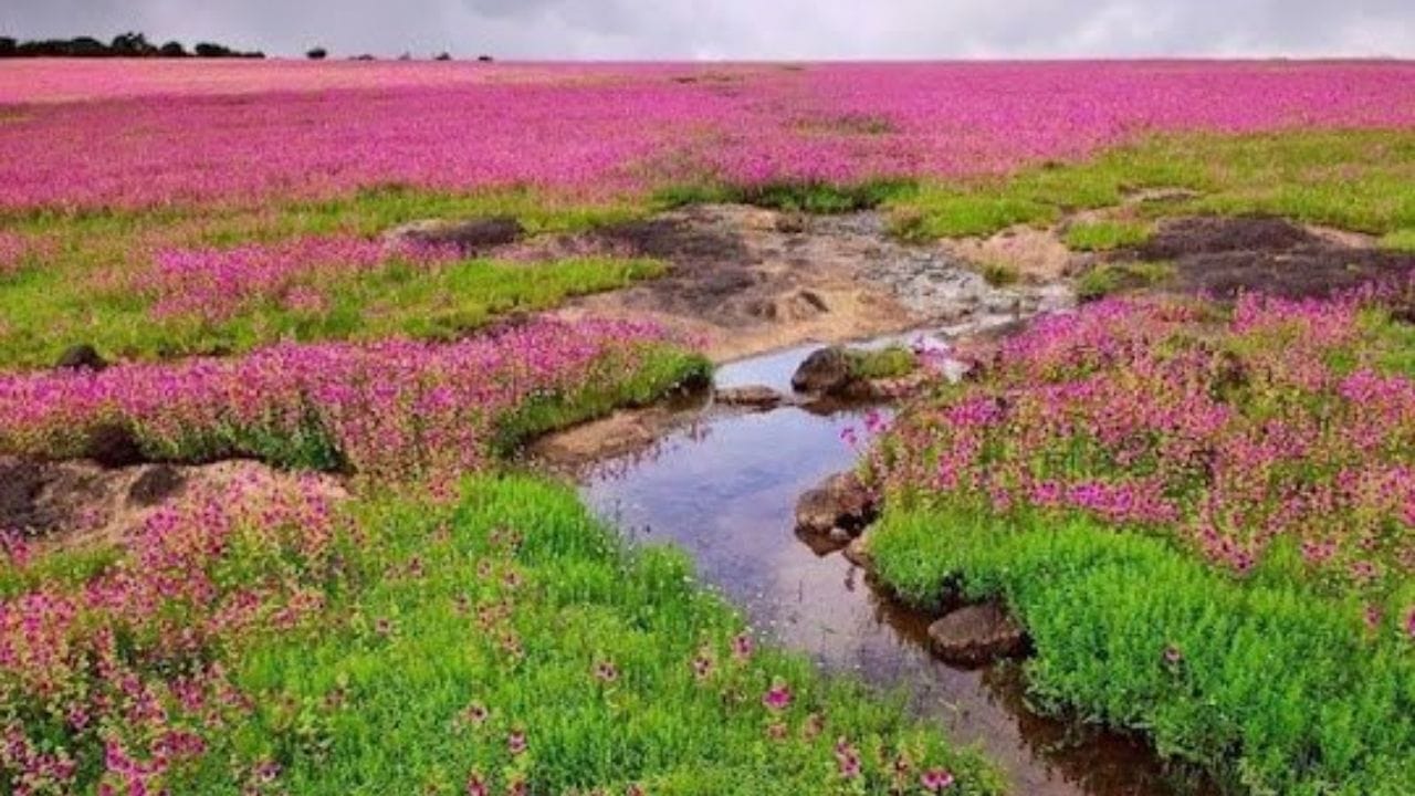 सातारा येथील कास पठार येथील रंगीबेरंगी फुलांचे ताटवे सप्टेंबर आणि ऑक्टोबरमध्ये पाहाण्यासारखे असतात. येथे एमटीडीसीचे रेस्टॉरंट देखील आहे.