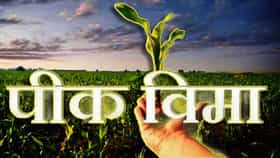 खरीपातील या 14 पिकांसाठी विमा...अर्ज कसा आणि कुठे करणार?.