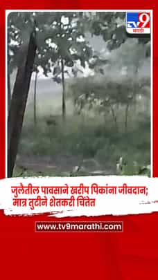 जुलैतील पावसाने खरीप पिकांना जीवदान; मात्र तुटीने शेतकरी चिंतेत-1723564