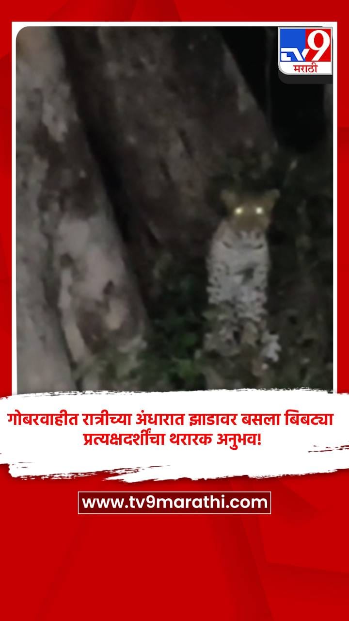 गोबरवाहीत रात्रीच्या अंधारात झाडावर बसला बिबट्या, प्रत्यक्षदर्शींचा थरारक अनुभव!-1712753