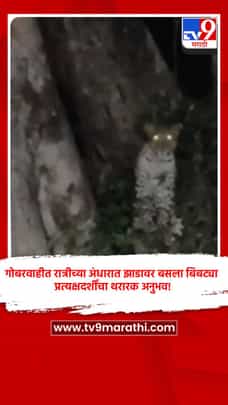 गोबरवाहीत रात्रीच्या अंधारात झाडावर बसला बिबट्या, प्रत्यक्षदर्शींचा थरारक अनुभव!-1712753