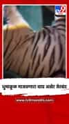 ३ महिन्यांपासून धुमाकूळ माजवणारा वाघ अखेर जेरबंद