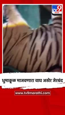 ३ महिन्यांपासून धुमाकूळ माजवणारा वाघ अखेर जेरबंद-1711743