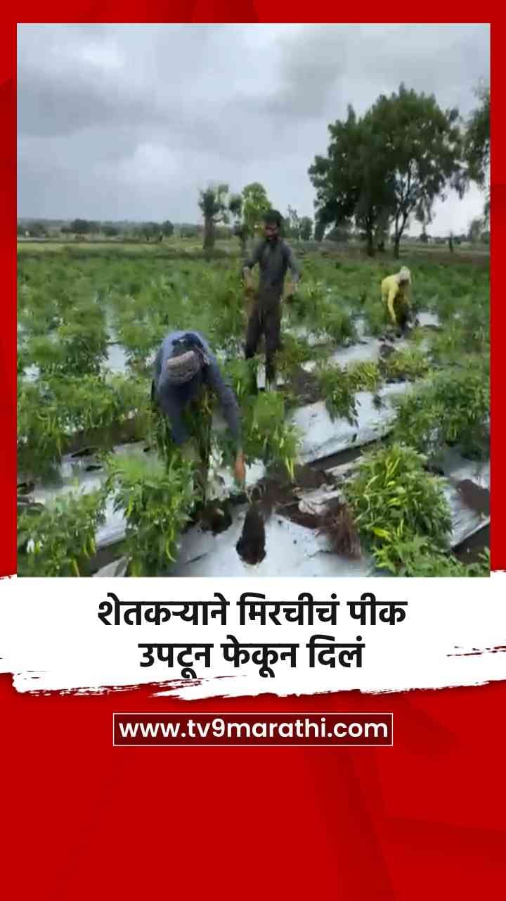 शेतकऱ्याने मिरचीचं पीक उपटून फेकून दिलं-1707151