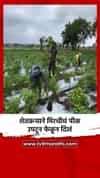 शेतकऱ्याने मिरचीचं पीक उपटून फेकून दिलं