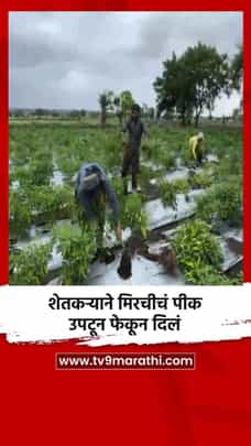 शेतकऱ्याने मिरचीचं पीक उपटून फेकून दिलं-1707151