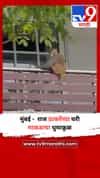 मुंबई -  राज ठाकरेंच्या घरी माकडाचा धुमाकूळ
