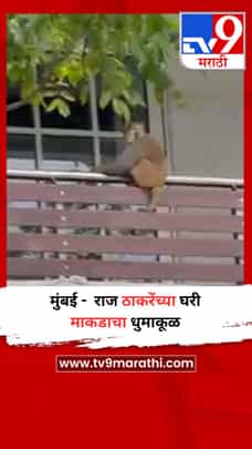 मुंबई -  राज ठाकरेंच्या घरी माकडाचा धुमाकूळ-1715147