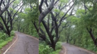 मोठी बातमी! मुंबईत झाड कोसळून आणखी एकाचा बळी, आरे कॉलनीतील घटना