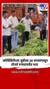 कोथिंबिरीच्या जुडीला 50 रुपयांपासून दोनशे रुपयापर्यंत भाव