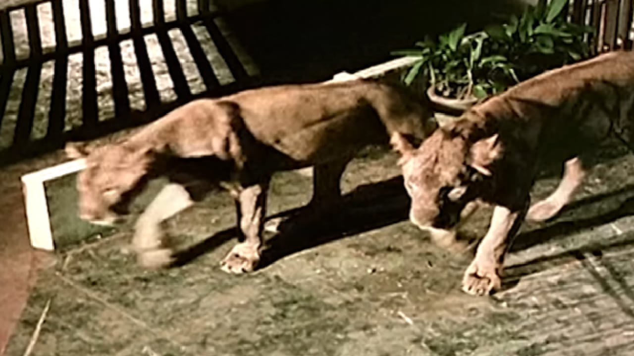 त्या काळात राजेश खन्ना यांच्या बहुतांश चित्रपटांमध्ये किशोर कुमार यांचा आवाज प्रेक्षकांची खास पसंती बनला होता. त्यामुळे या गाण्यासाठी दुसऱ्या गायकाची निवड करण्याच्या प्रस्तावाने राजेश खन्ना यांनाही सुरुवातीला आश्चर्य वाटले.