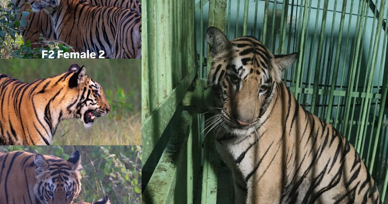 नागपूरच्या उमरेड वनपरिक्षेत्रात गेल्या काही महिन्यांपासून सुमारे अडीच ते तीन वर्षांच्या नरभक्षक वाघिणीने धूमाकूळ घातला होता. नागपूरमधील वाघिणीच्या हल्ल्यात 27 मार्च रोजी निर्मला गभणे यांचा मृत्यू झाला होता. तर 6 जून रोजी दिगंबर पाटील यांचा बळी गेला होते. दोघेही शेतात काम करत होते. या वाघिणीने दोन-तीन जणांना जखमी देखील केले आहे. वाघिणीच्या हल्ल्यामुळे परिसरात भीतीचं वातावरण पसरलं होतं.