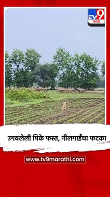 उगवलेली पिके फस्त, नीलगाईंचा फटका