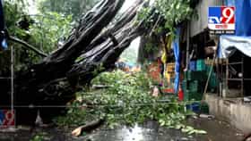 दादर फुल मार्केटवर कोसळला 100 वर्ष जुना वड! तक्रारी करूनही BMC झोपेत.