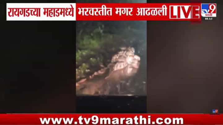 रायगडमध्ये खळबळ! नदीचं पाणी ओसरलं अन् मगर थेट रस्त्यावर आली; व्हिडीओ होतोय व्हायरल रायगडमध्ये खळबळ! नदीचं पाणी ओसरलं अन् मगर थेट रस्त्यावर आली; व्हिडीओ होतोय व्हायरल