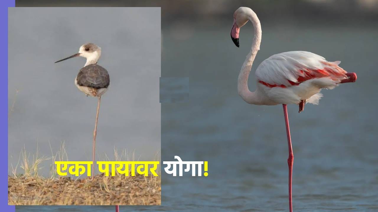Knowledge: पक्षाचा एक पायाचा योगा! एकाच पायावर इतका वेळ उभा राहतो कसा? कारण वाचून अचंबित व्हाल Knowledge: पक्षाचा एक पायाचा योगा! एकाच पायावर इतका वेळ उभा राहतो कसा? कारण वाचून अचंबित व्हाल