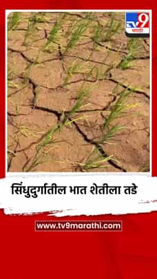 सिंधुदुर्गातील भात शेतीला तडे, शेतकरी चिंताग्रस्त-1711147