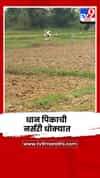 पावसाने दडी मारल्यामुळे धान पिकाची नर्सरी धोक्यात