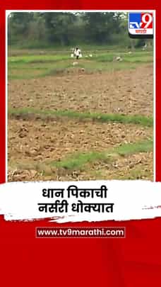 पावसाने दडी मारल्यामुळे धान पिकाची नर्सरी धोक्यात-1712752