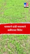 पावसाने दांडी मारल्याने बळीराजा चिंतेत