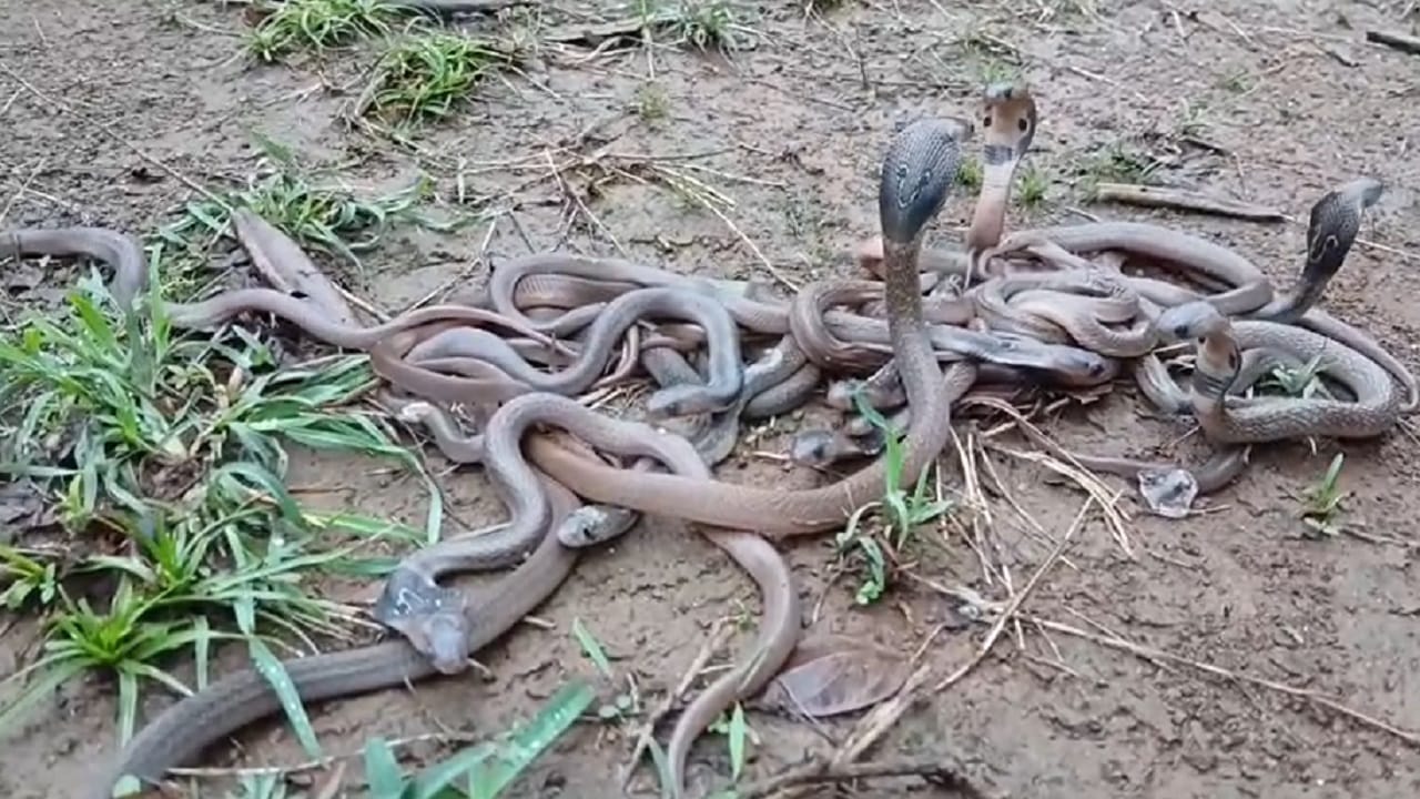 घटनेची माहिती मिळताच चाचेर येथील वाईल्ड चॅलेंजर ऑर्गनायझेशनचे सर्पमित्र रतन कुंभरे यांनी तातडीने घटनास्थळी धाव घेतली. अत्यंत सावधगिरीने आणि कौशल्याने त्यांनी सर्व 40 नागांची पिल्ले कोणतीही इजा न होता सुरक्षितपणे पकडली.