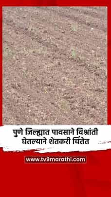 पुणे जिल्ह्यात पावसाने विश्रांती घेतल्याने शेतकरी चिंतेत-1714136