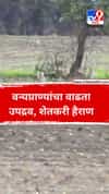 वन्यप्राण्यांचा वाढता उपद्रव, शेतकरी हैराण