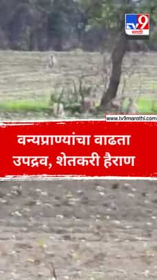 वन्यप्राण्यांचा वाढता उपद्रव, शेतकरी हैराण-1708374