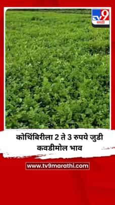 कोथिंबिरीला 2 ते 3 रुपये जुडी कवडीमोल भाव-1722118