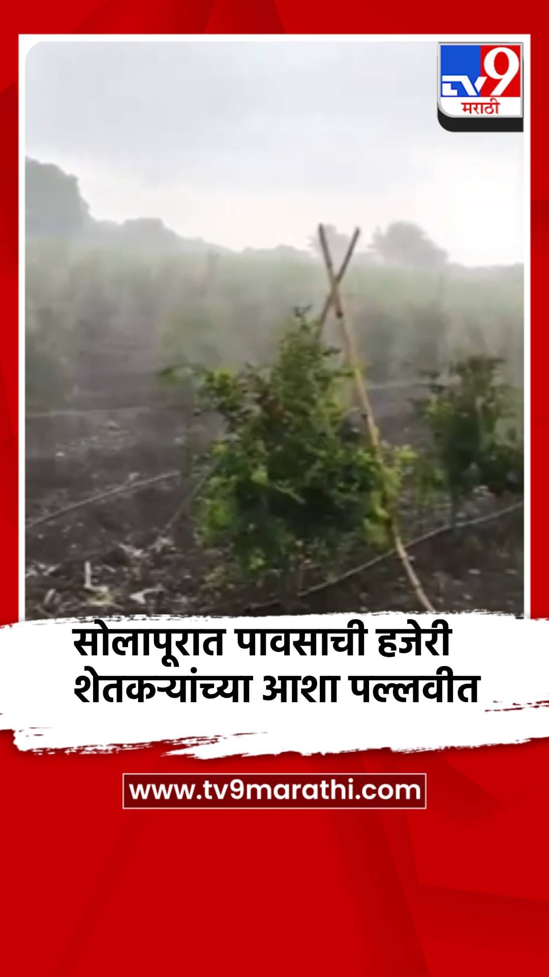 सोलापूरात पावसाची हजेरी, शेतकर्‍यांच्या आशा पल्लवीत-1714154
