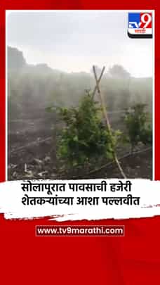 सोलापूरात पावसाची हजेरी, शेतकर्‍यांच्या आशा पल्लवीत-1714154