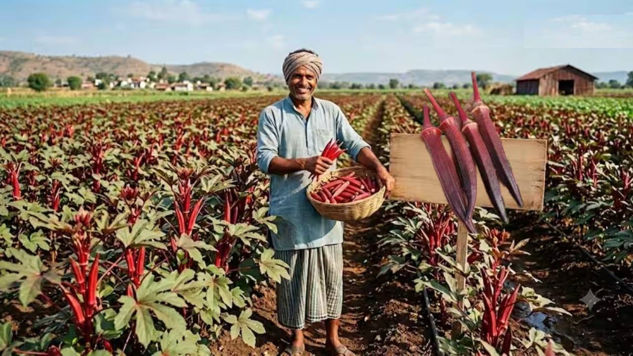 लाल भेंडी करणार मालमाल; बाजारात आणताच संपणार, कमाईचे गणित समजून घ्या लाल भेंडी करणार मालमाल; बाजारात आणताच संपणार, कमाईचे गणित समजून घ्या