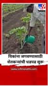 पिकांना जगवण्यासाठी शेतकऱ्यांची धडपड सुरू