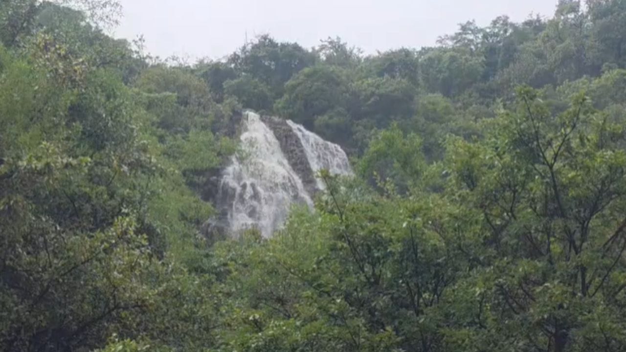 महाबळेश्वरमध्ये पावसाचा जोर दिवसेंदिवस वाढत असून, या मुसळधार पावसामुळे निसर्गाने अक्षरशः हिरवागार शालू चढवला आहे. महाबळेश्वर मधील पर्यटकांचे मुख्य आकर्षण असलेला प्रसिद्ध लिंगमळा धबधबा आता रौद्ररूपात ओसंडून वाहू लागला असून, त्याचे मनमोहक दृश्य पहायला मिळत आहे..धुक्याची दाट चादर, सोसाट्याचा वारा आणि कोसळणारा धबधबा... या रम्य वातावरणामुळे लिंगमळा परिसराला एक वेगळेच सौंदर्य लाभले आहे.