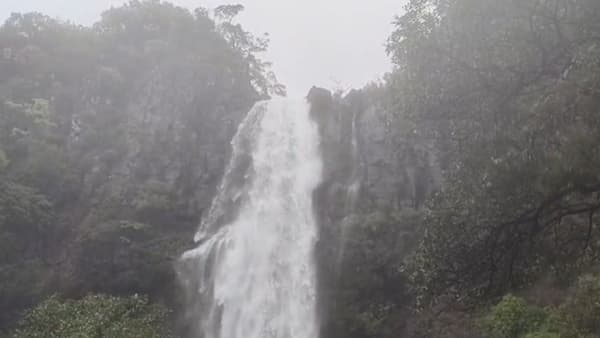 सातारा जिल्ह्यात सह्याद्रीच्या पर्वतरांगांमध्ये असलेला भारतातील सर्वात उंच भांबवली वजराई धबधबा ओसंडून वाहू लागला आहे.या धबधब्याची उंची तब्बल 1840 फूट म्हणजेच 560 मीटर आहे. या धबधब्याचे पाणी हे तीन टप्प्यात जमिनीवर पडत असून हा धबधबा सरळ उभ्या दगडावरून वाहतो. सध्या कास तलाव पूर्ण क्षमतेने भरल्यामुळे याच्या सांडव्यावरुन पडणारया पाण्यापासुन पुढे 5 किलोमीटर या धबधब्याचे विहंगम दृष्य पहायला मिळते. हा धबधबा पाहण्यासाठी पर्यटक गर्दी करू लागले आहेत.