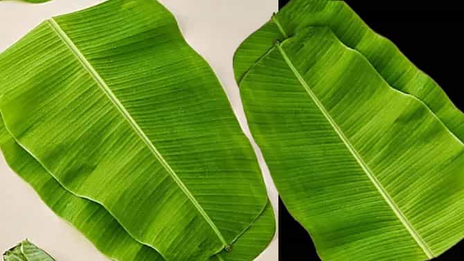 Banana Leaf: केळीच्या पानावर का असतात रेषा? त्यामागील कारण काय? जाणून घ्या...