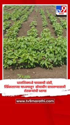 धाराशिवमध्ये पावसाची दांडी, स्प्रिंकलरच्या माध्यमातून सोयाबीन वाचवण्यासाठी शेतकऱ्यांची धडपड-1713447