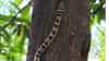 Plants that attract snakes : सापांना घरात येण्याचं निमंत्रण देतात ही फुलांची झाडं, तुमच्याही घरात आहेत का?