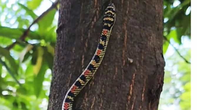 Plants that attract snakes : सापांना घरात येण्याचं निमंत्रण देतात ही फुलांची झाडं, तुमच्याही घरात आहेत का?