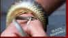 Snake Bite Insurance: साप चावल्यावर आरोग्य विम्यातून होतो फायदा? मृत्यूनंतर वारसांना भरपाई मिळते का?