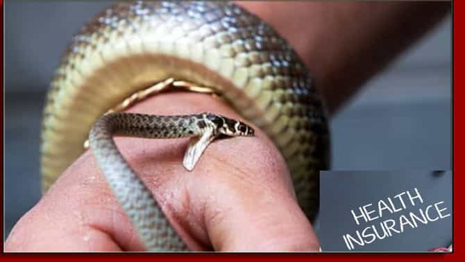 Snake Bite Insurance: साप चावल्यावर आरोग्य विम्यातून होतो फायदा? मृत्यूनंतर वारसांना भरपाई मिळते का?