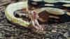 Snake Bite: साप चावल्यानंतर हे पदार्थ खाणे टाळाच... नाहीतर कार्यक्रम झालाच म्हणून समजा! ही चूक बेतणार जीवावर